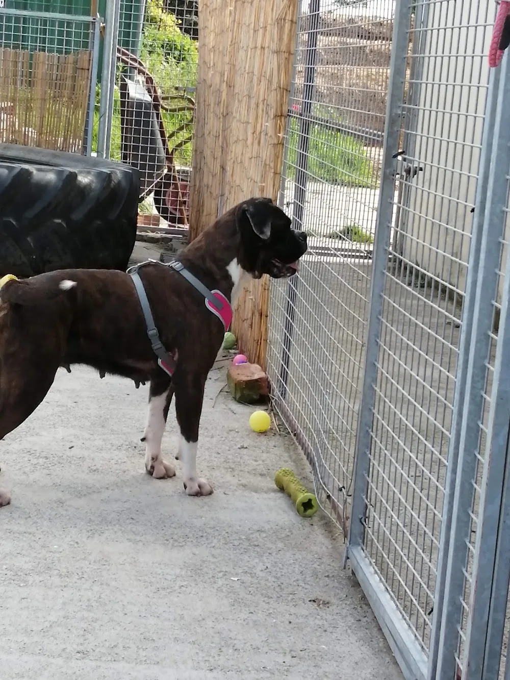 Briarcliffe Kennels - Blackpool pet otel görseli 3