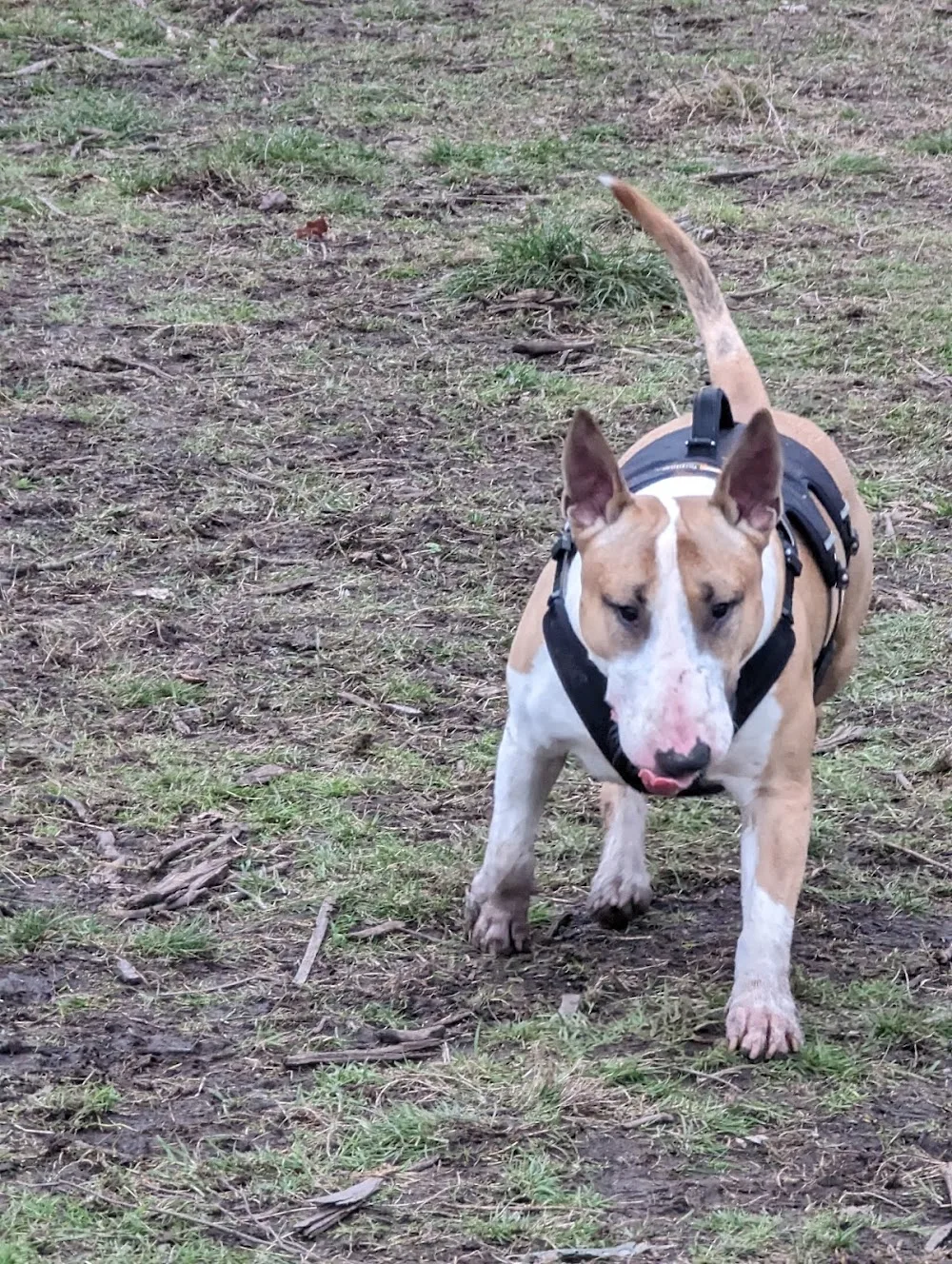 Charnwood House Kennels & Cattery Ltd - Blackpool pet otel görseli 3