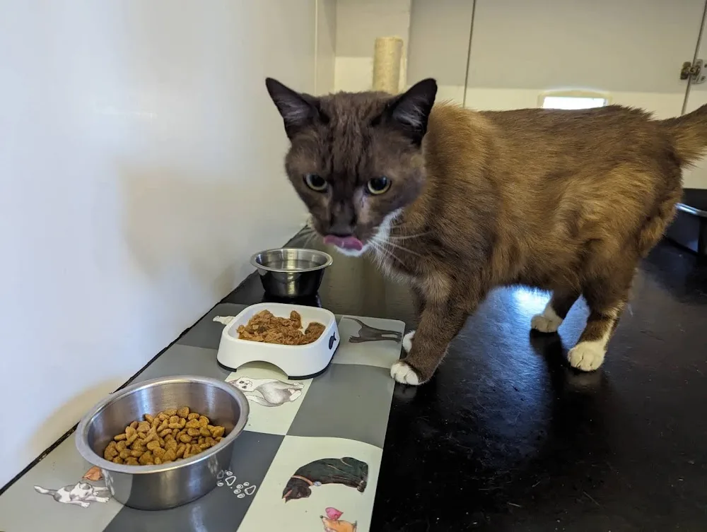 Cosy Cats Boarding Cattery - Blackpool pet otel