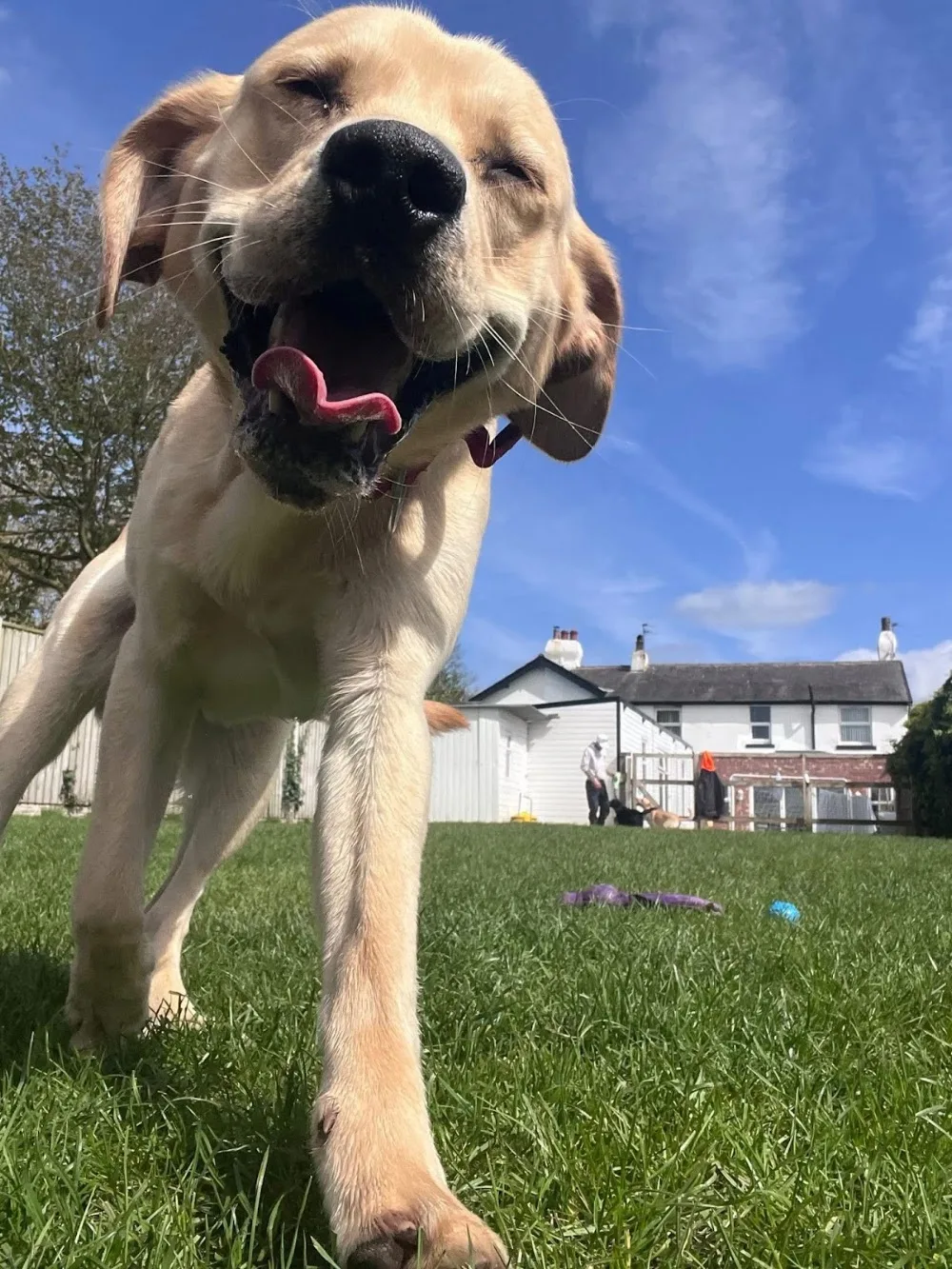 Fur Cottage Kennels & Cattery - Blackpool pet otel