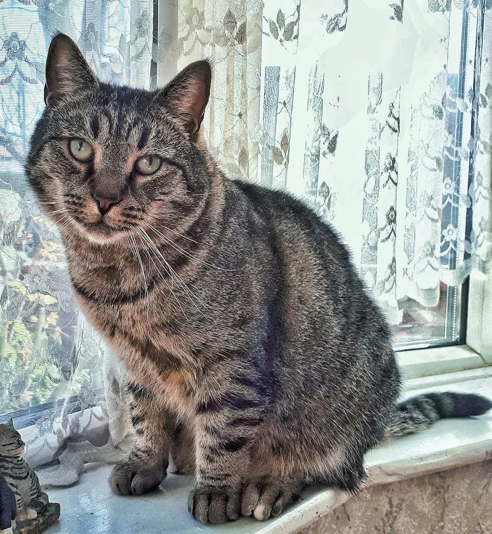 Hollyacres Cattery - Blackpool pet otel