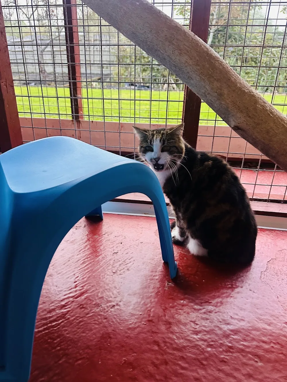 Hollyacres Cattery - Blackpool pet otel görseli 3