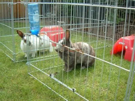 Hoppy Holidayz - Blackpool pet otel