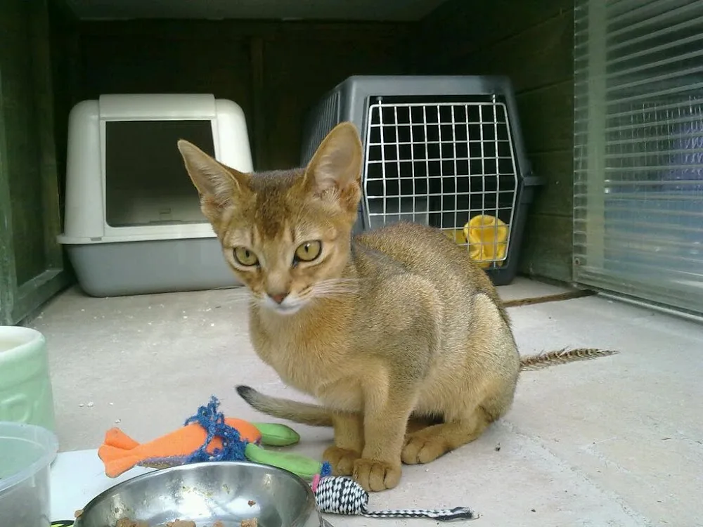 Kitty Lane Cattery - Blackpool pet otel görseli 3