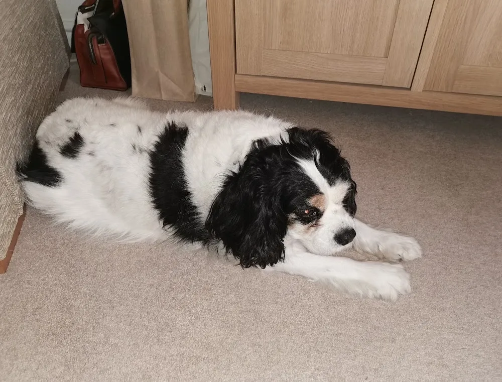 Moss Hey Kennels - Blackpool pet otel görseli 3