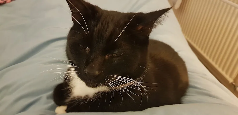 Newlands Cattery - Blackpool pet otel