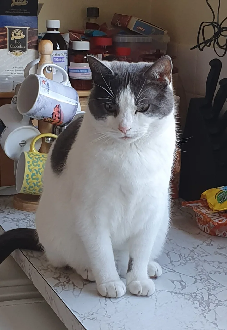 Newlands Cattery - Blackpool pet otel görseli 3