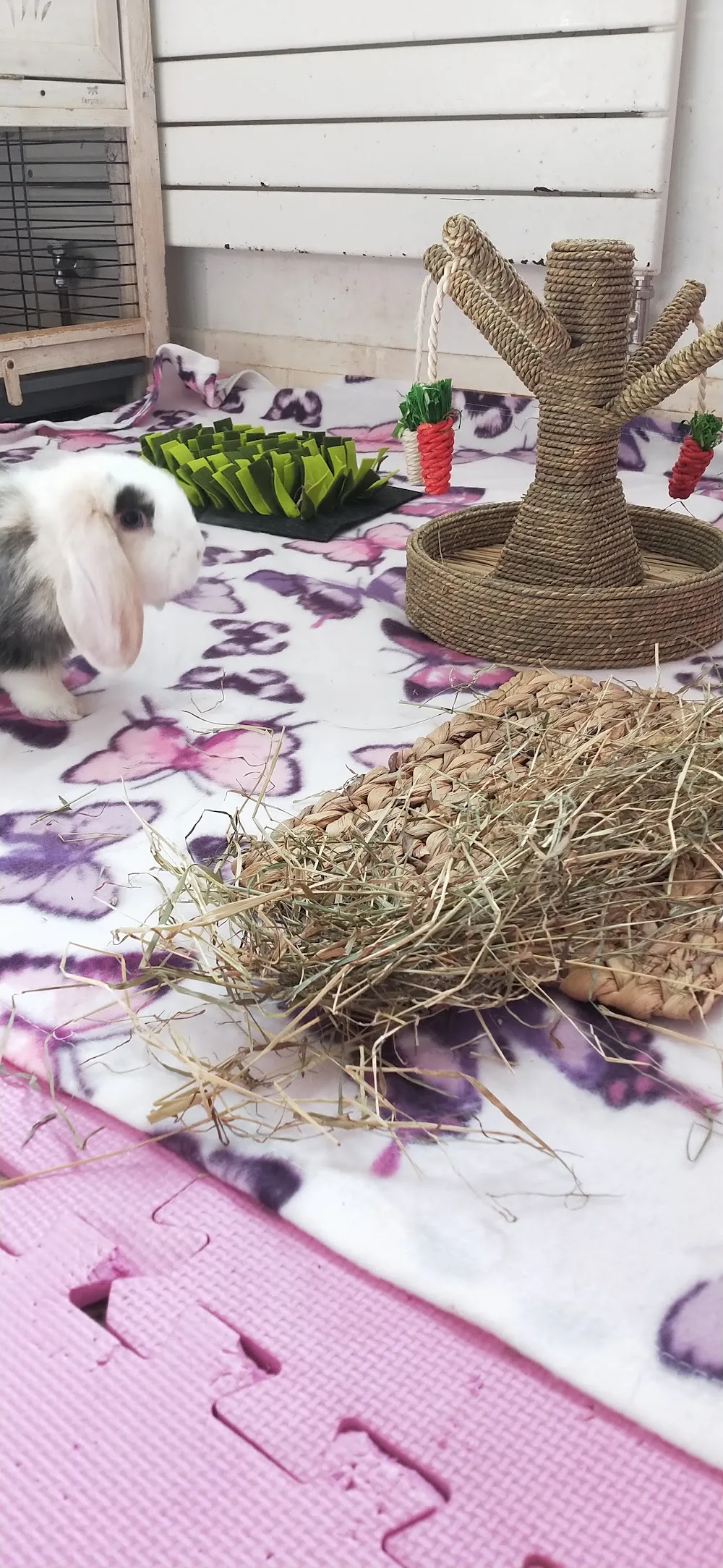 Poulton Rabbit Boarding - Blackpool pet otel