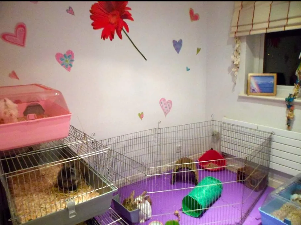Poulton Rabbit Boarding - Blackpool pet otel görseli 3