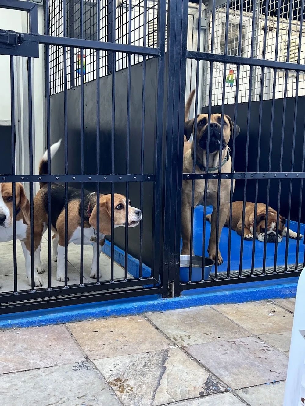 St Anne's Boarding Kennels & Cattery - Blackpool pet otel görseli 3