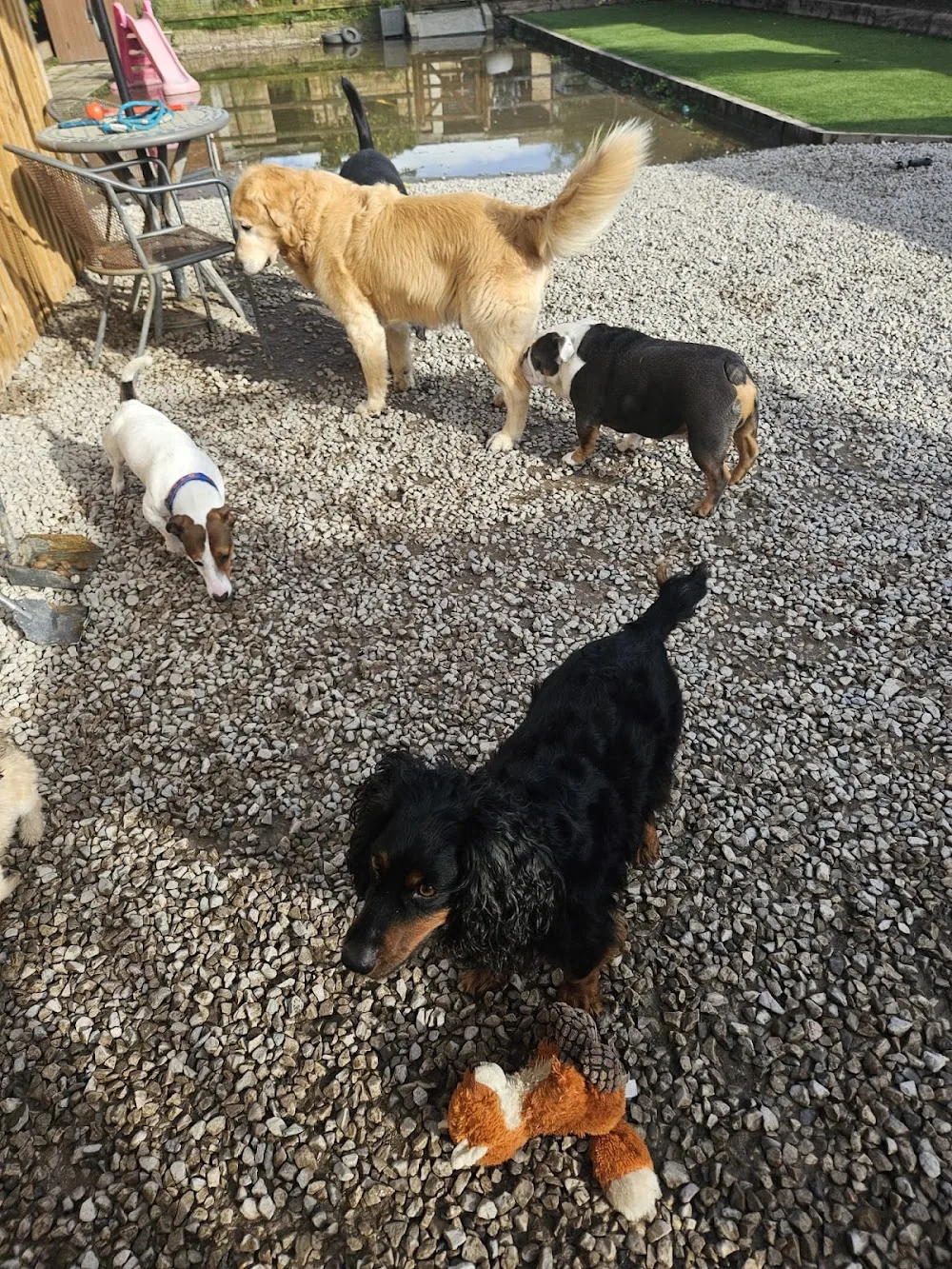 Westway Kennels - Blackpool pet otel