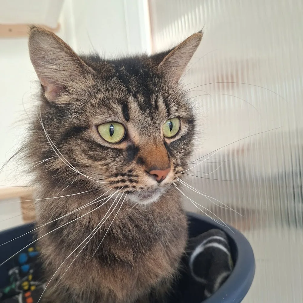 Wits' End Cattery and Pets to Vets Taxi Service - Blackpool pet otel görseli 3