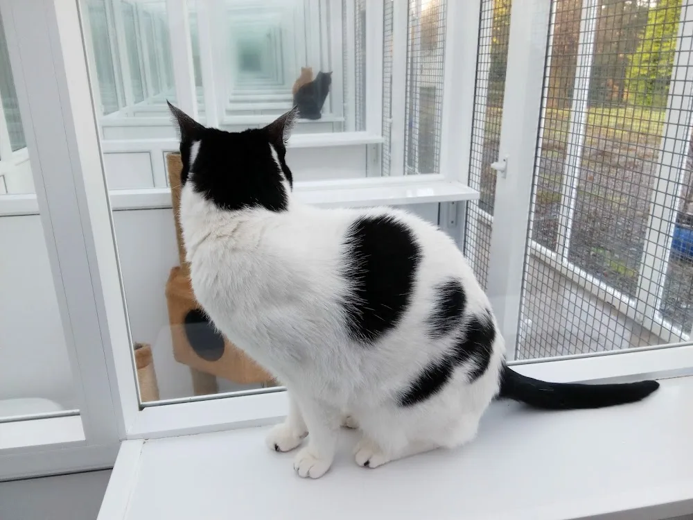Beechcroft Cats Hotel - Blaenau Gwent pet otel görseli 3