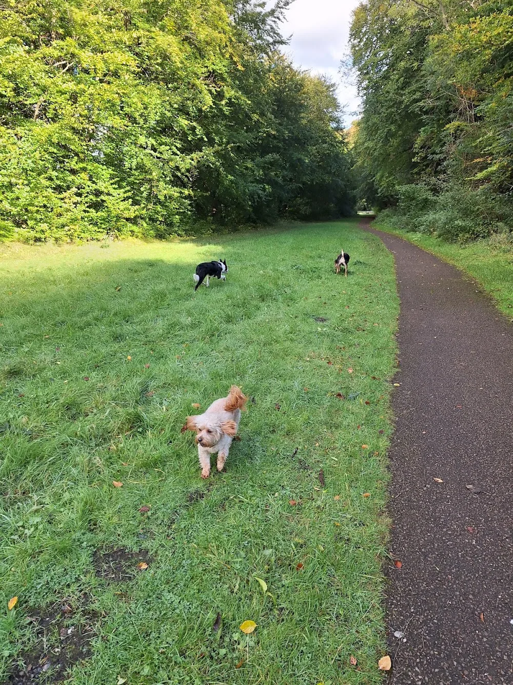 Best friends home dog boarding - Blaenau Gwent pet otel