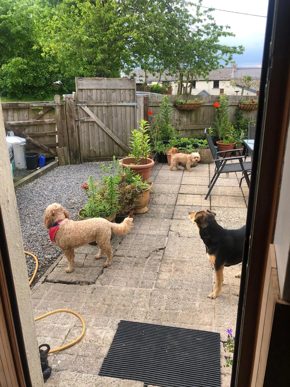 Best friends home dog boarding - Blaenau Gwent pet otel görseli 3