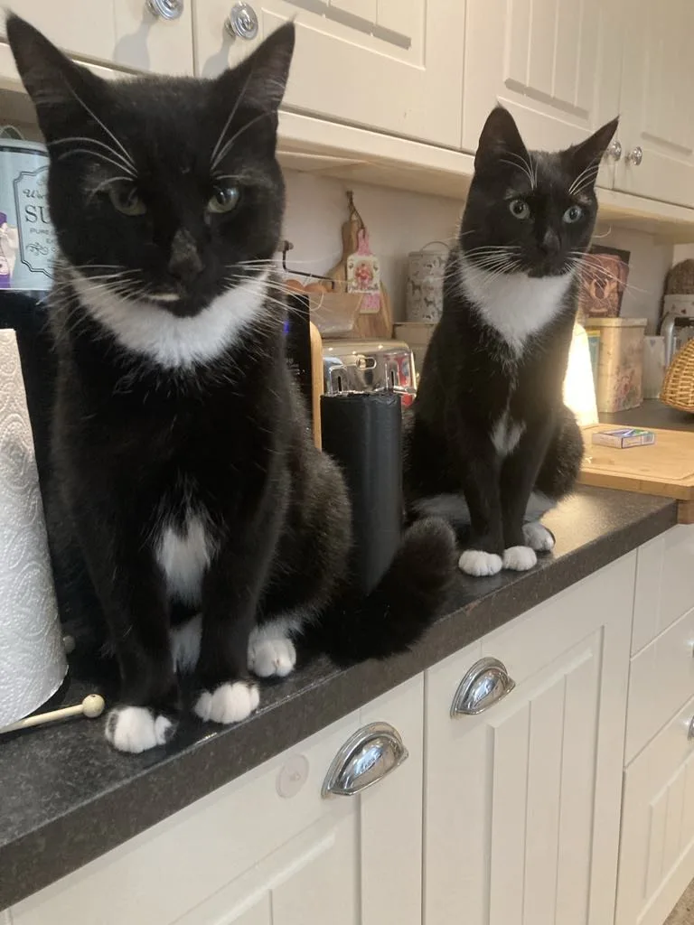 Castle Mill Cattery - Blaenau Gwent pet otel görseli 3