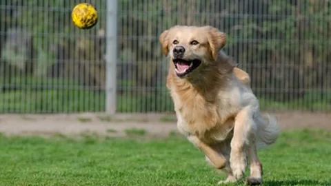 Fforest Boarding Kennels & Cattery Ltd - Blaenau Gwent pet otel