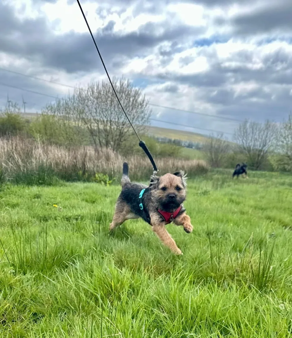Four Seasons Boarding Kennels & K9 Hydrotherapy Centre. - Blaenau Gwent pet otel