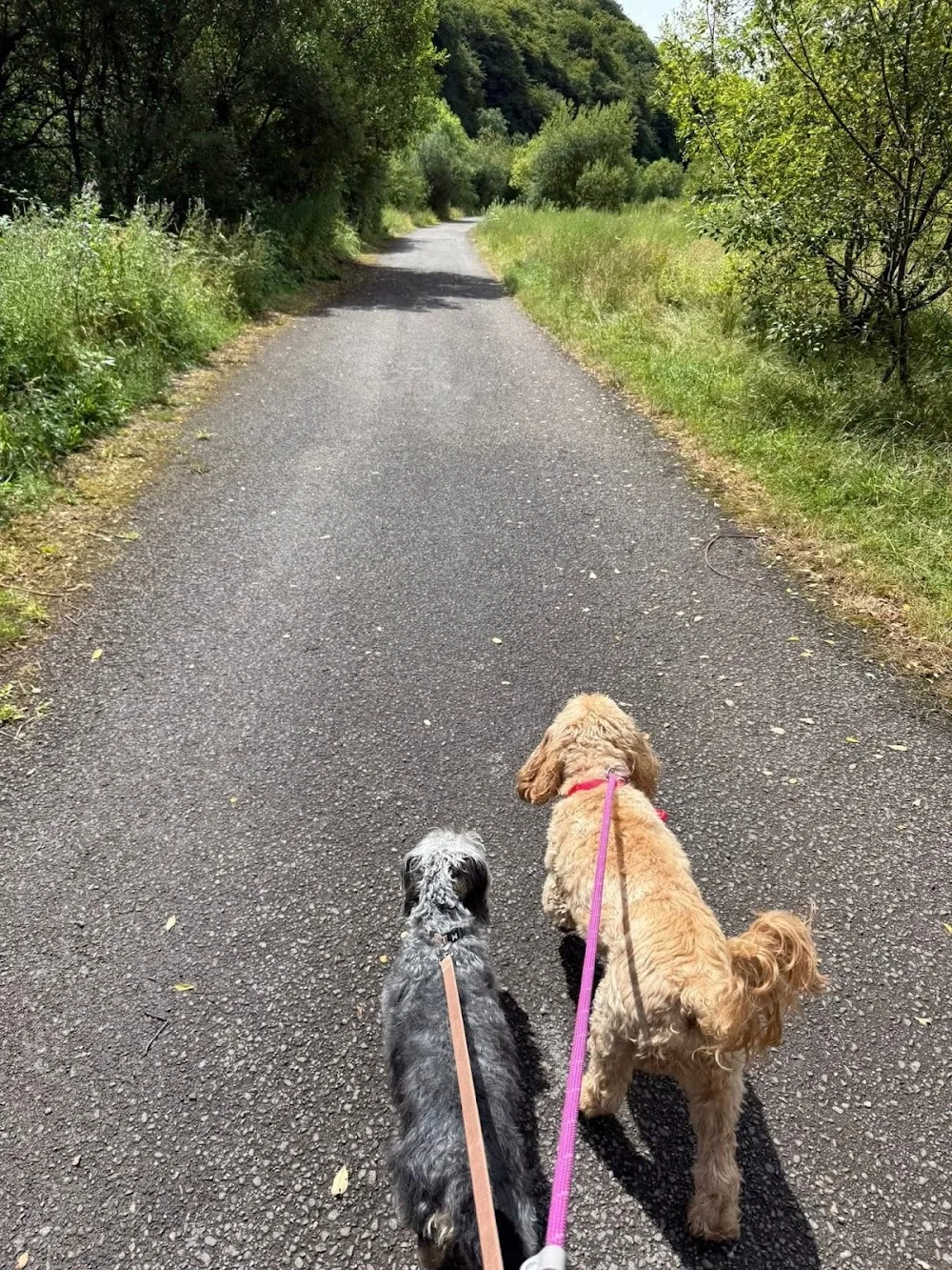 Graig-ddu wood dog boarding - Blaenau Gwent pet otel