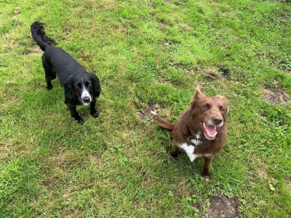 Home & Away Boarding Kennels & Cattery - Blaenau Gwent pet otel görseli 2