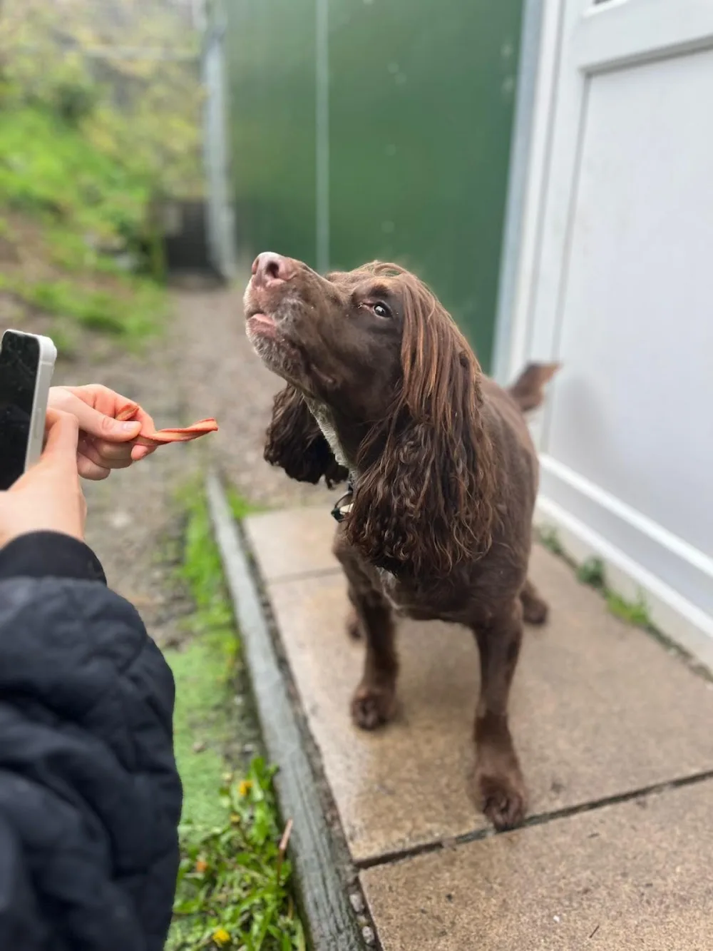 Islwyn Boarding Kennels - Blaenau Gwent pet otel