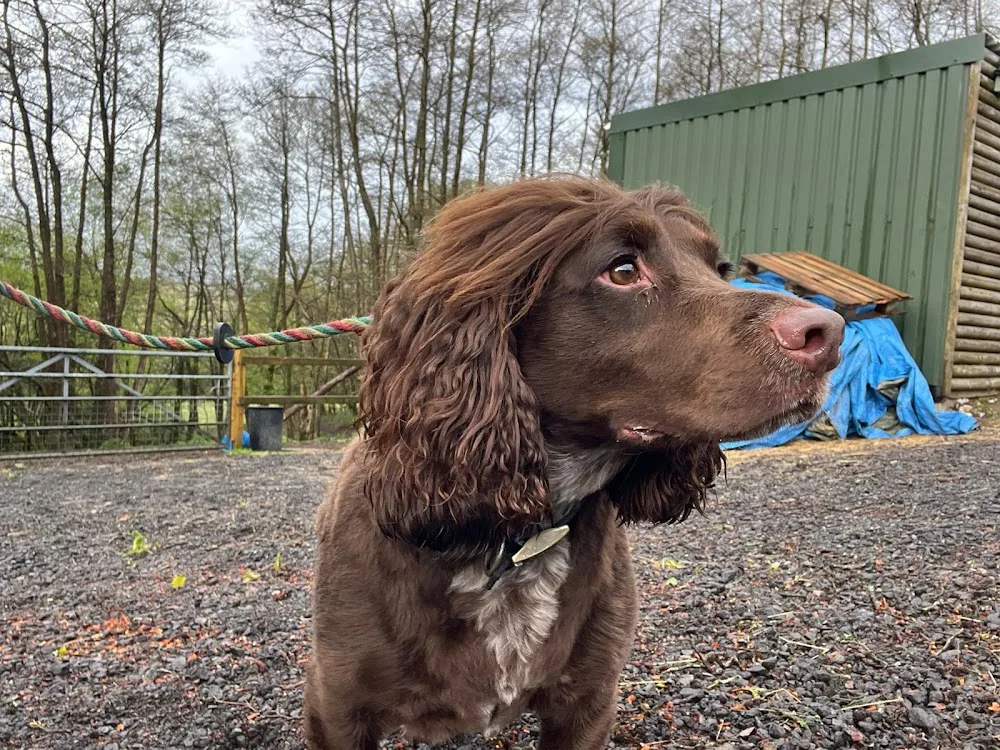 Islwyn Boarding Kennels - Blaenau Gwent pet otel görseli 3