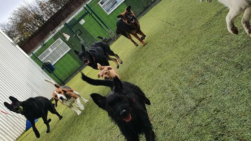 Royvon Dog Training and Boarding (Merthyr) - Blaenau Gwent pet otel