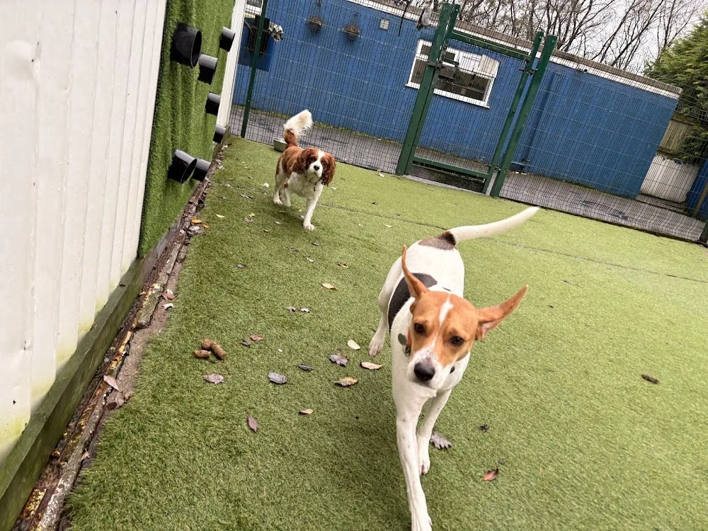 Royvon Dog Training and Boarding (Merthyr) - Blaenau Gwent pet otel görseli 3