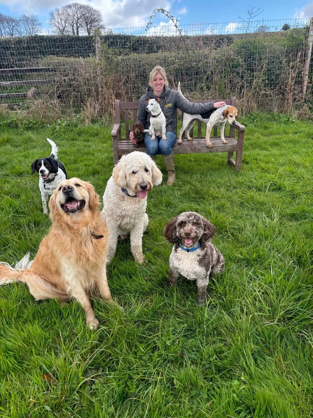 Springfield Dog Hotel - Blaenau Gwent pet otel görseli 2