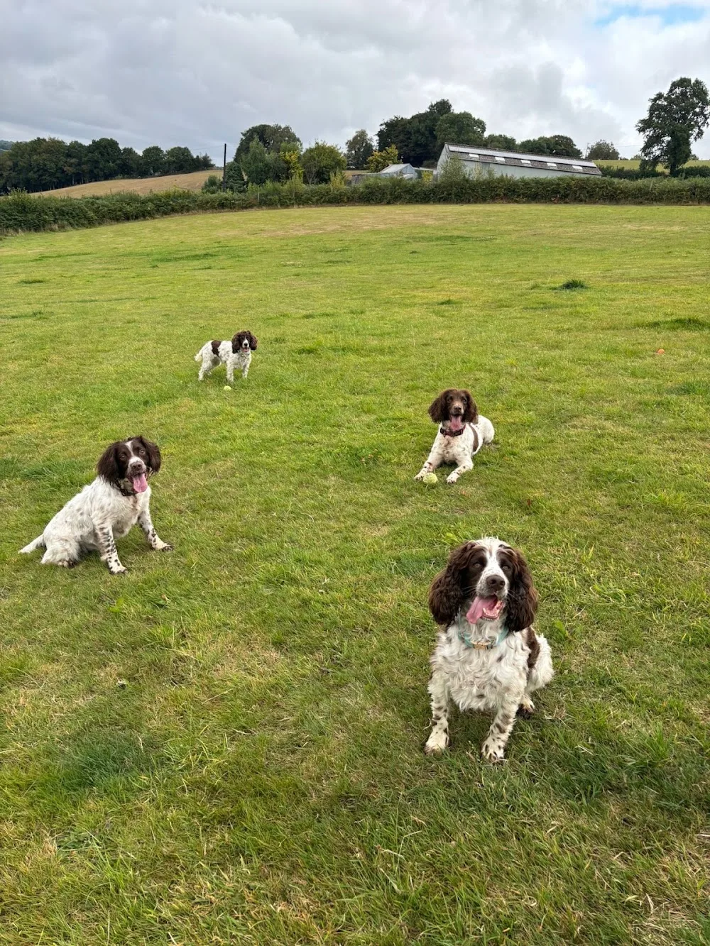 Springfield Dog Hotel - Blaenau Gwent pet otel görseli 3