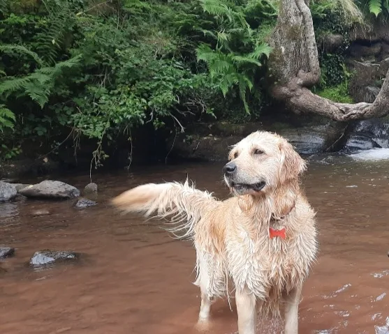 Sunnyside Dogsitting & Boarding - Blaenau Gwent pet otel