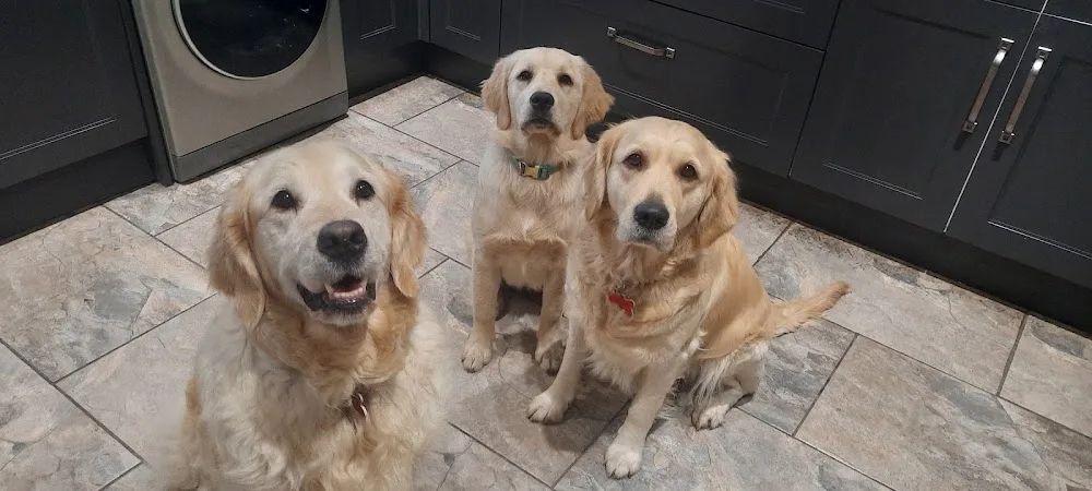 Sunnyside Dogsitting & Boarding - Blaenau Gwent pet otel görseli 3
