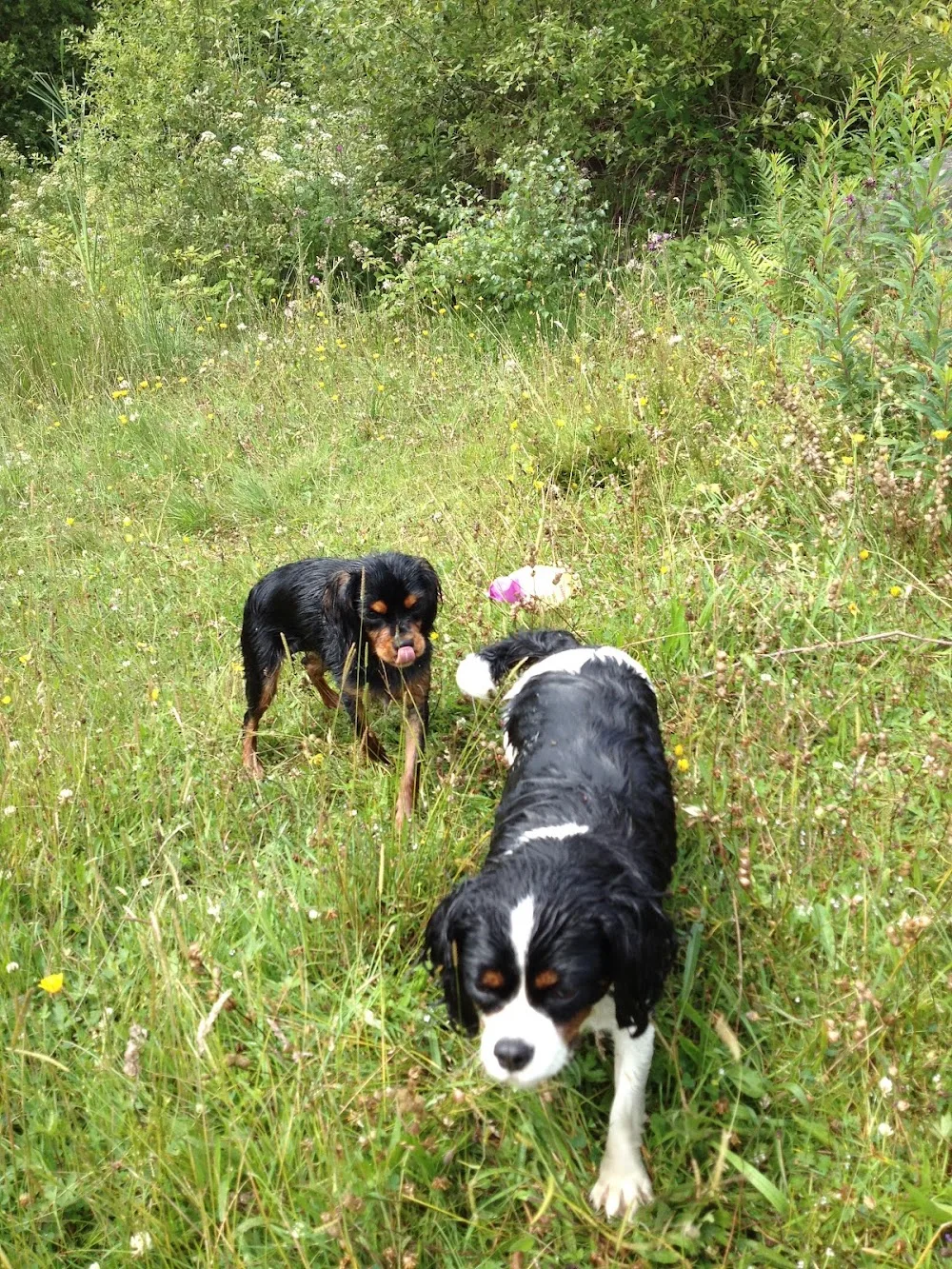 Superpaws Pet Service - Blaenau Gwent pet otel görseli 2