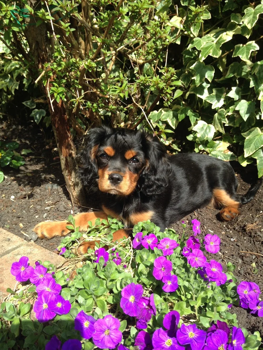 Superpaws Pet Service - Blaenau Gwent pet otel görseli 3