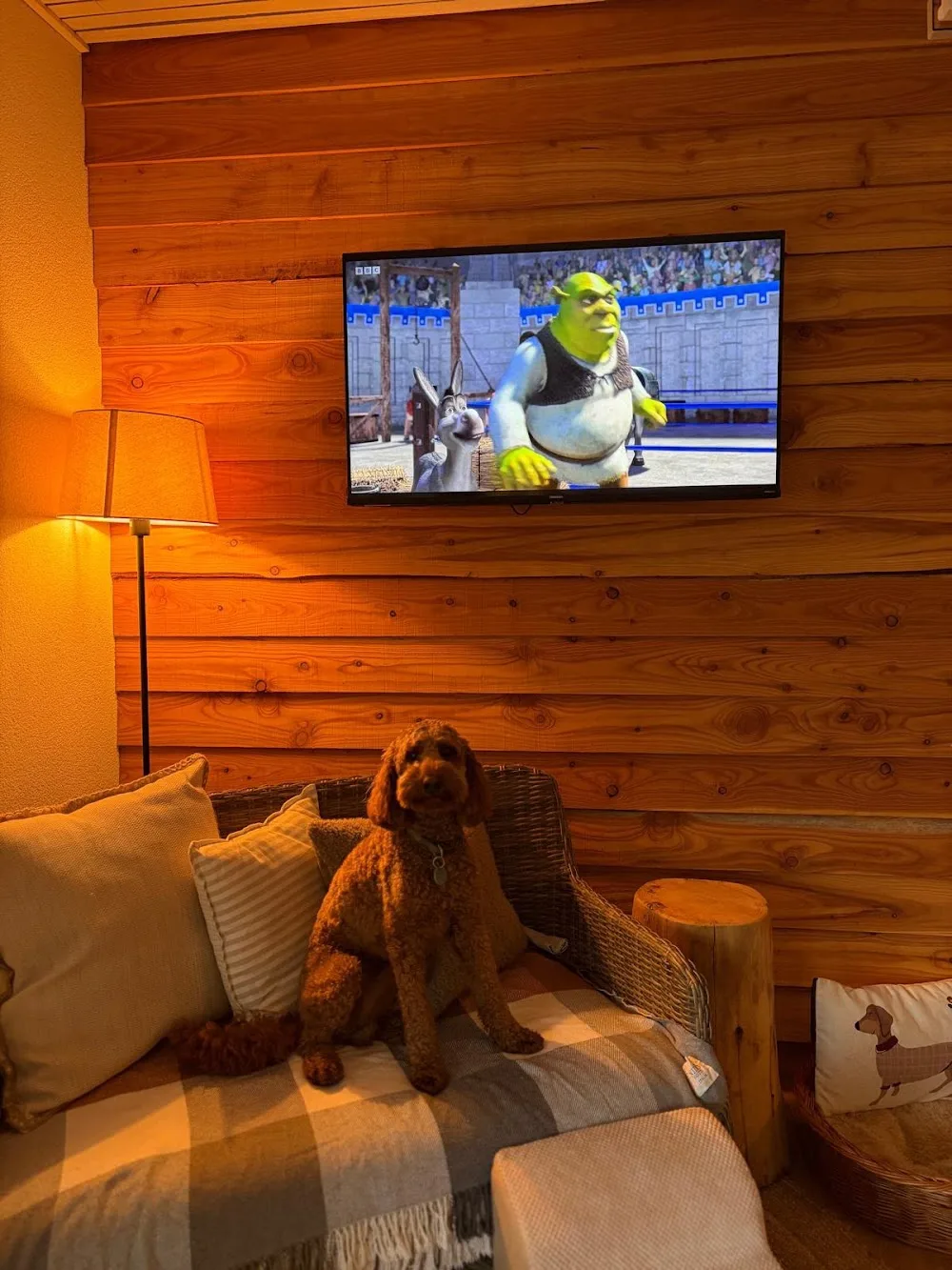 The Cwtch Animal Homestay - Blaenau Gwent pet otel
