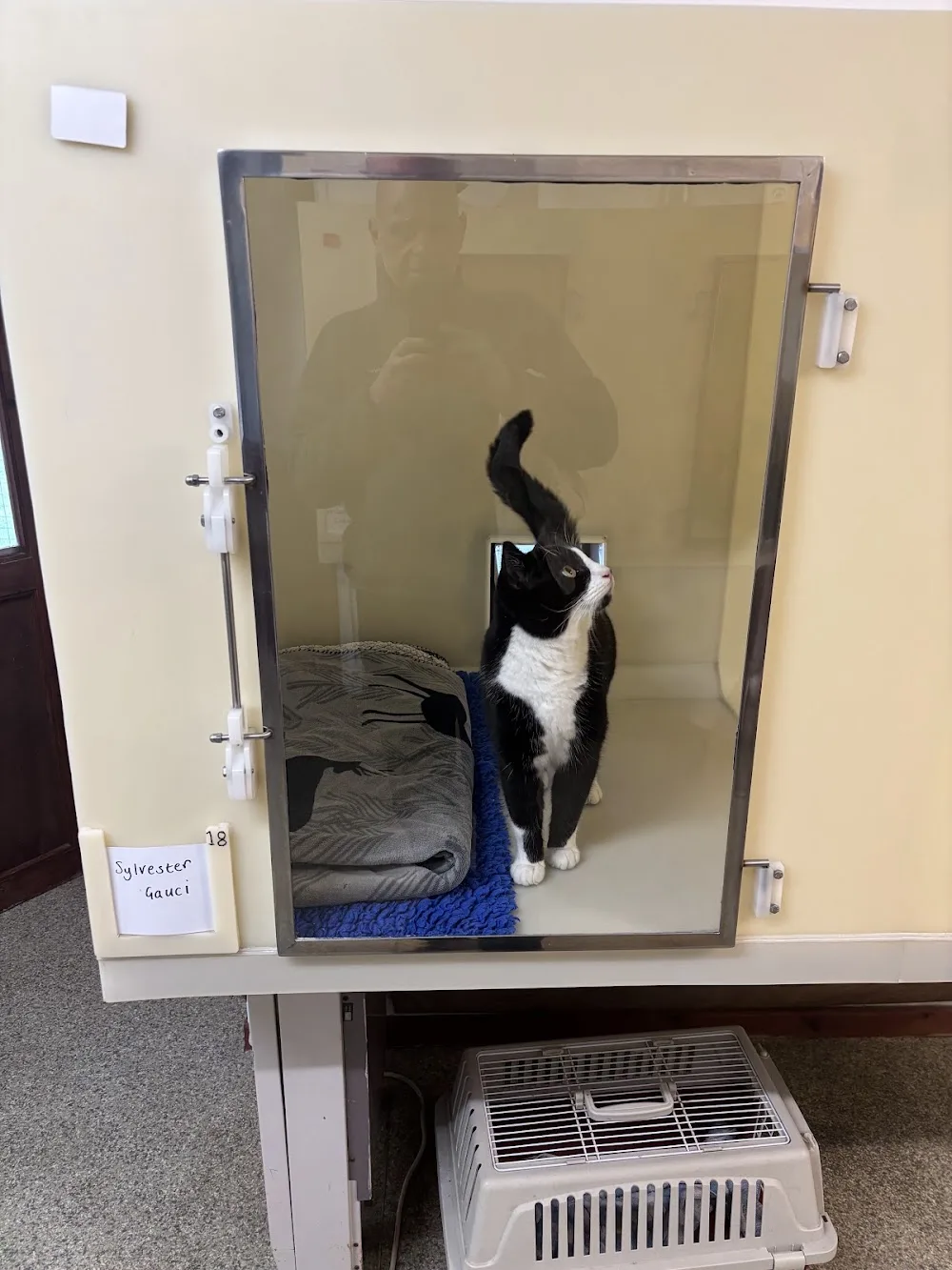 The Knoll Cattery - Blaenau Gwent pet otel görseli 3
