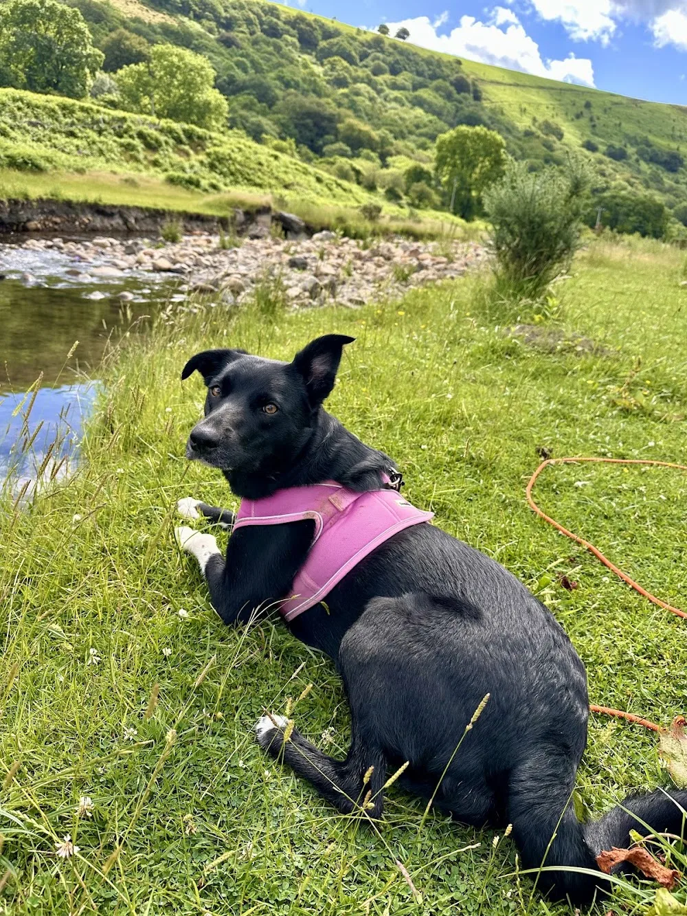 Tredegar Tails - Blaenau Gwent pet otel görseli 2
