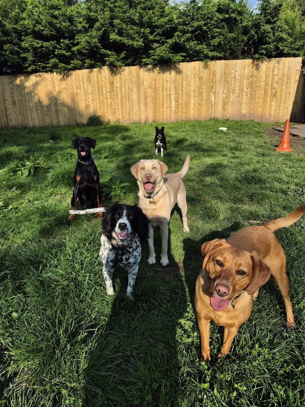 Wooflands Boarding Kennels - Blaenau Gwent pet otel görseli 2