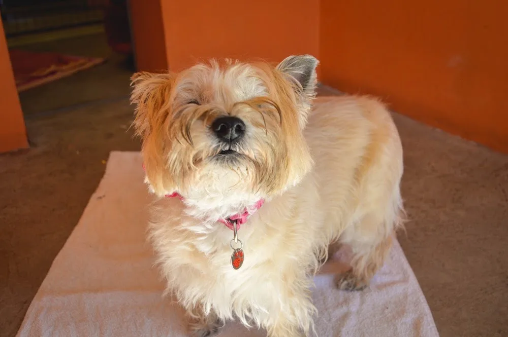 Wooflands Boarding Kennels - Blaenau Gwent pet otel görseli 3