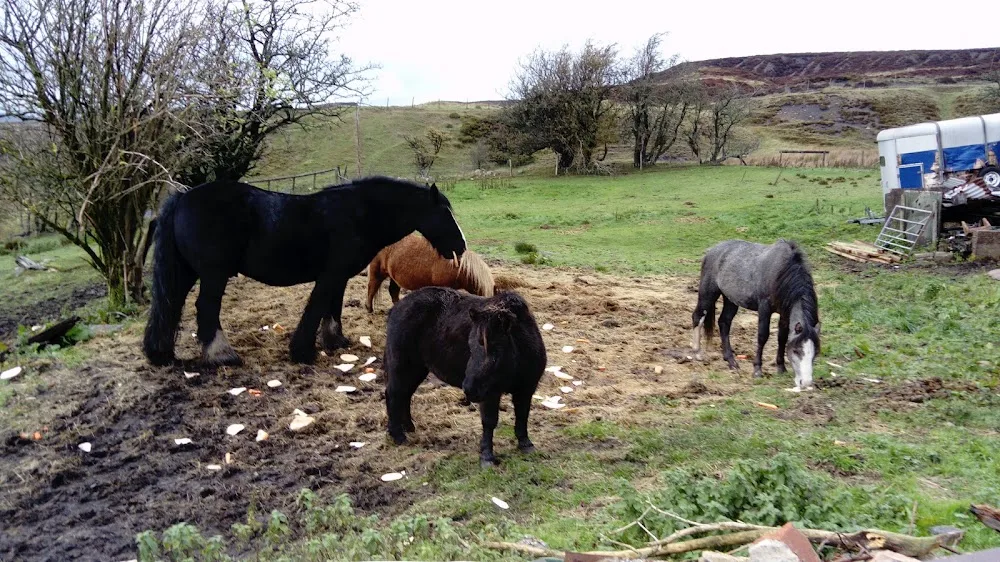 Wyndee kennels and cattery - Blaenau Gwent pet otel görseli 2