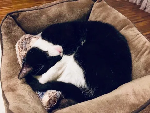 Cat au-pair - Blansko pet otel
