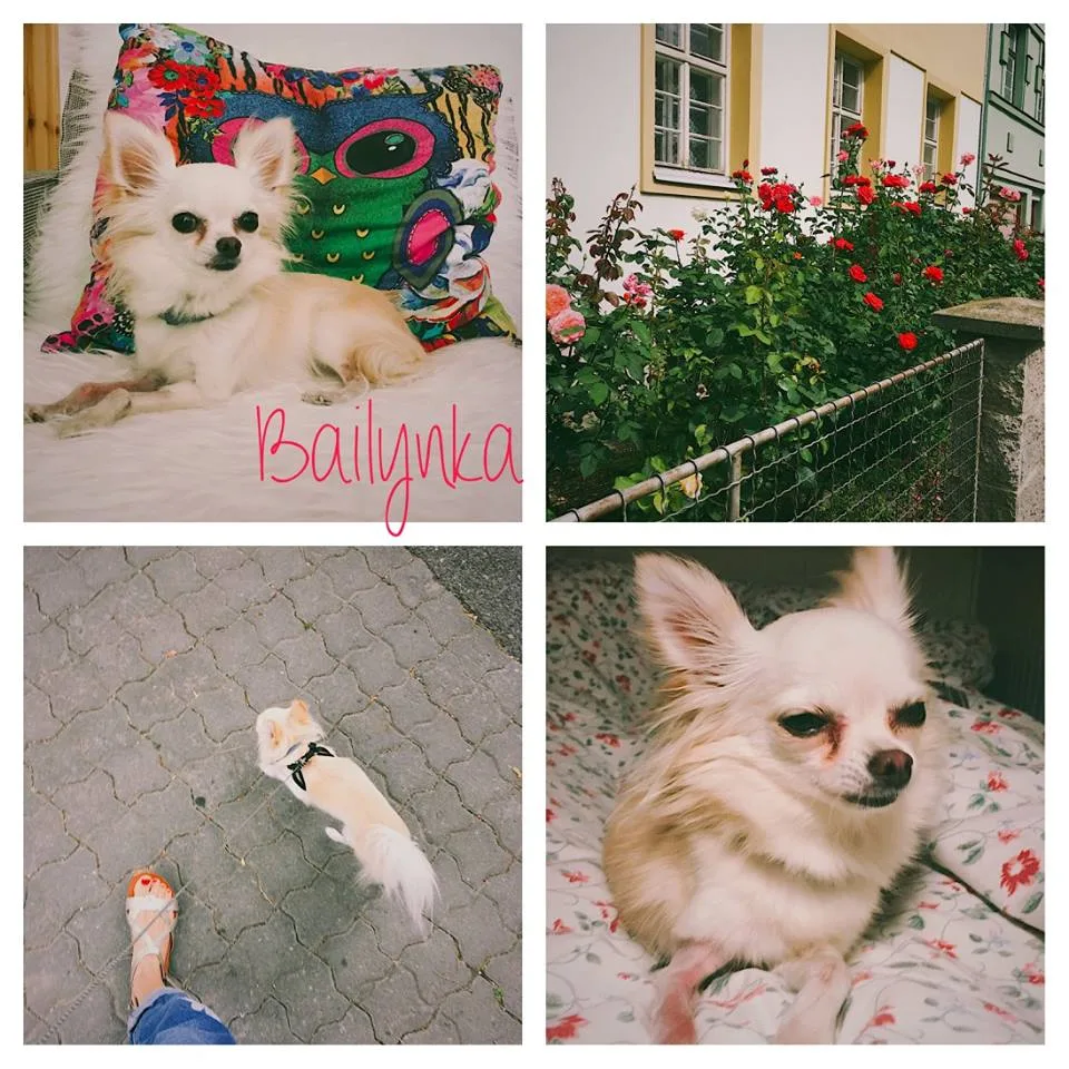Cat au-pair - Blansko pet otel görseli 3