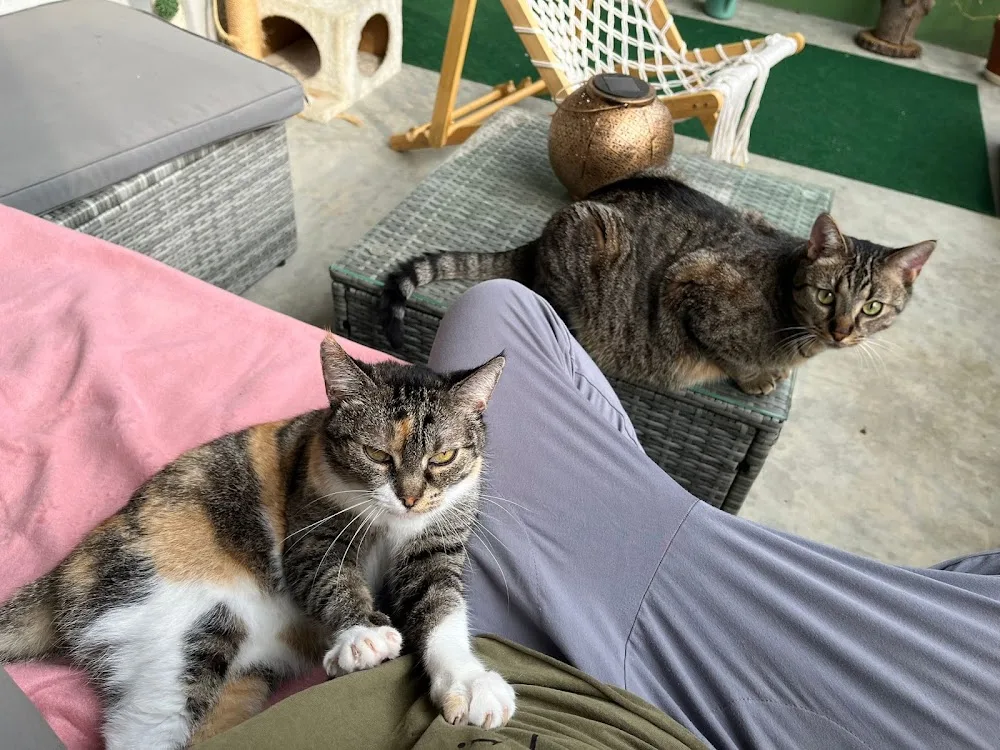 Catsitting Brno - hlídání koček s láskou - Blansko pet otel görseli 10
