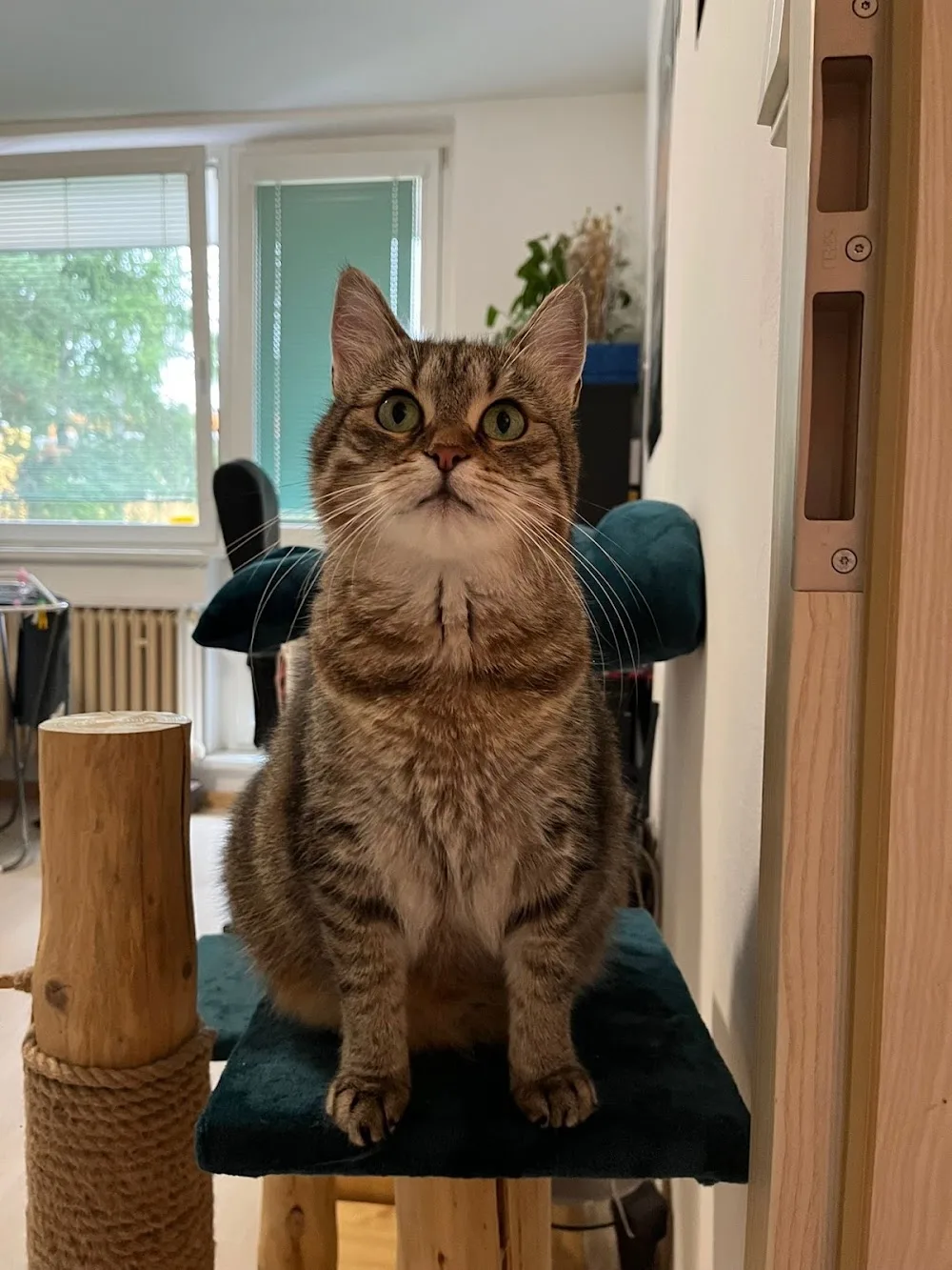 Catsitting Brno - hlídání koček s láskou - Blansko pet otel görseli 11