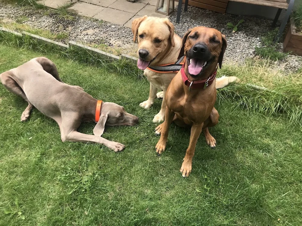 Hlídaní pejsku aneb dog hotel - Blansko pet otel görseli 6