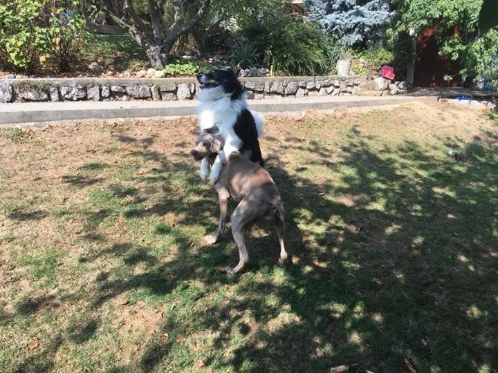 Hlídaní pejsku aneb dog hotel - Blansko pet otel görseli 7