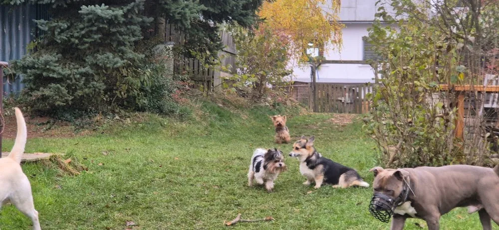 Hlídání psů Brno - Maděrovi - Blansko pet otel