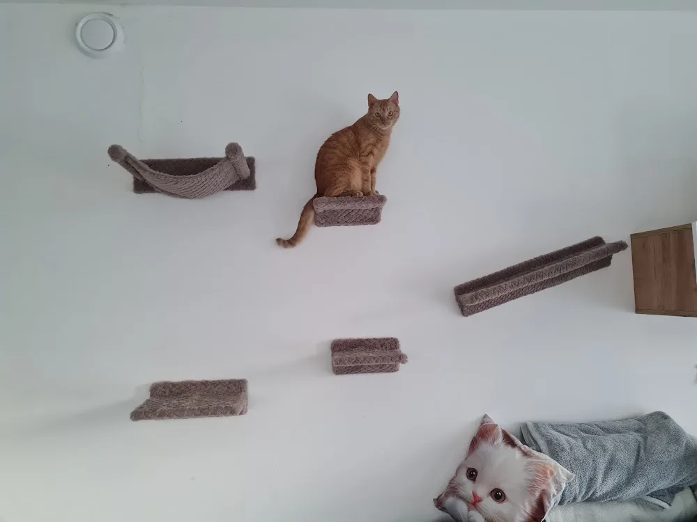 LuckyCats, z.s. - Blansko pet otel görseli 3