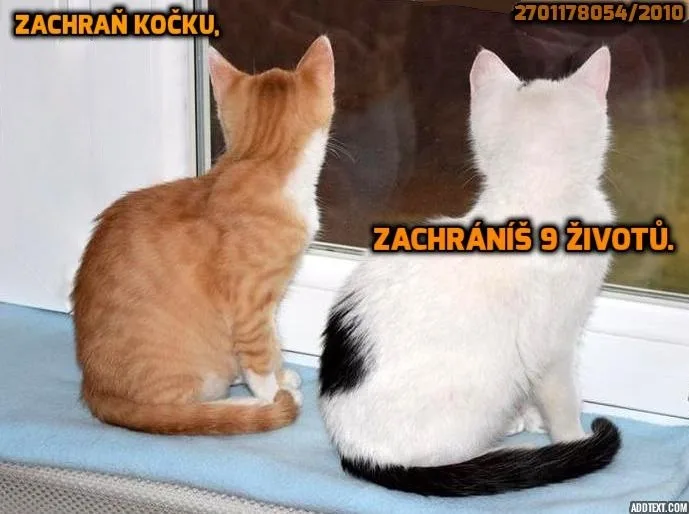LuckyCats, z.s. - Blansko pet otel görseli 6