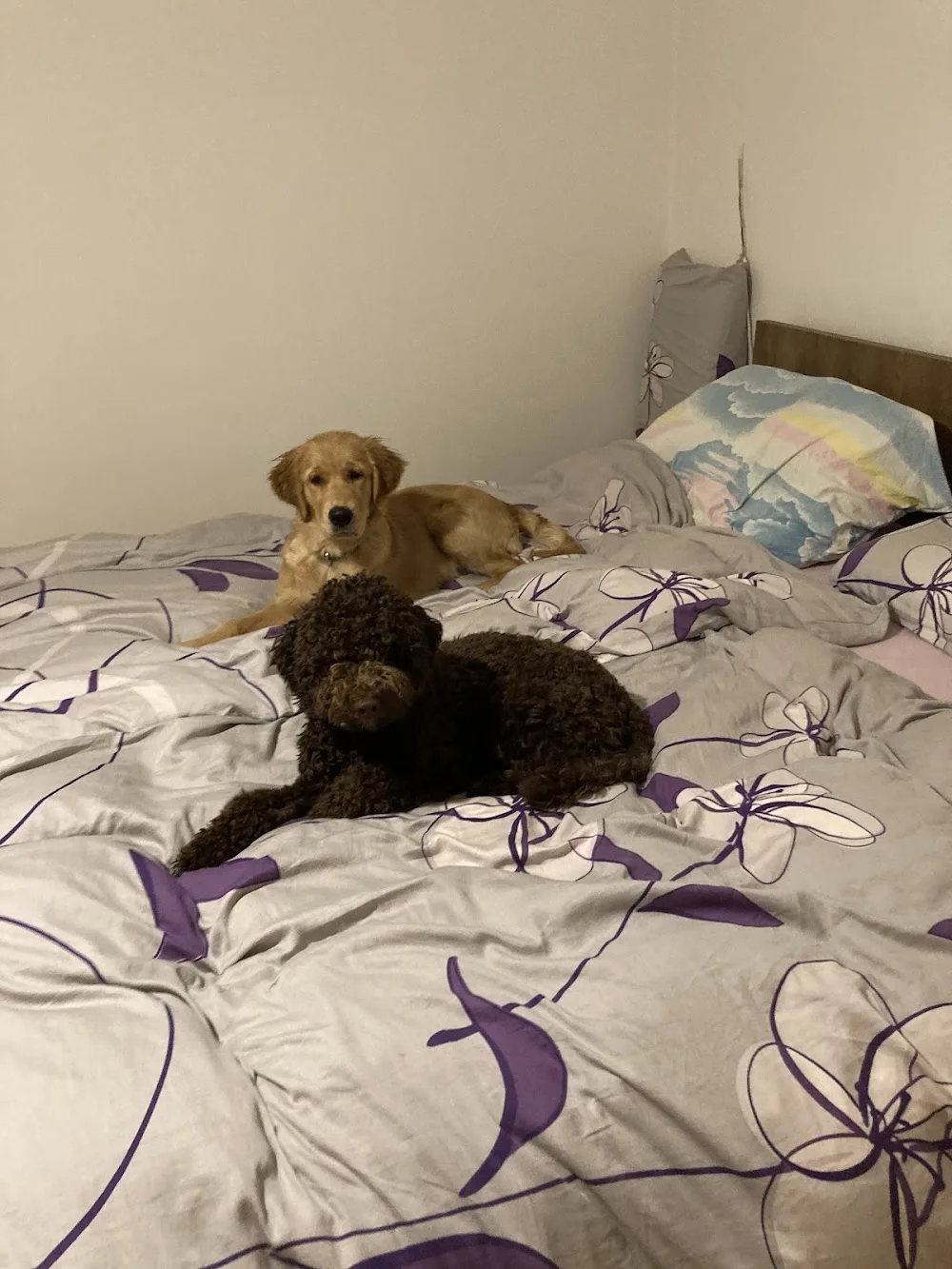 Psí hotel U Zlatého Dennyho - Blansko pet otel